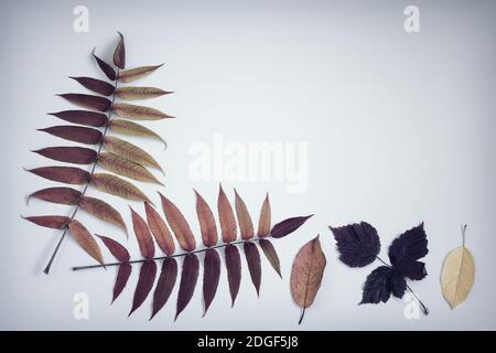 Die hellen Blätter im Herbst auf einem blauen Hintergrund. Stockfoto