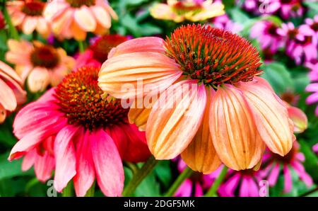 Ein lebendiger wachsender Fleck von Echinacea Purpurea oder Purple Coneflower. Stockfoto