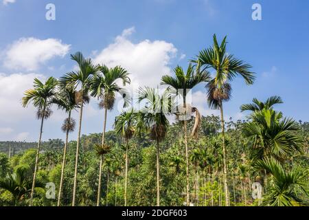 Landschaft von Betelnussbaum unter dem Himmel Stockfoto