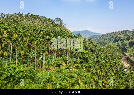 Landschaft von Betelnussbaum unter dem Himmel Stockfoto