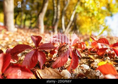 Rote Herbstblätter von wilden Trauben Stockfoto