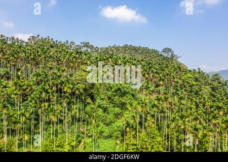 Landschaft von Betelnussbaum unter dem Himmel Stockfoto