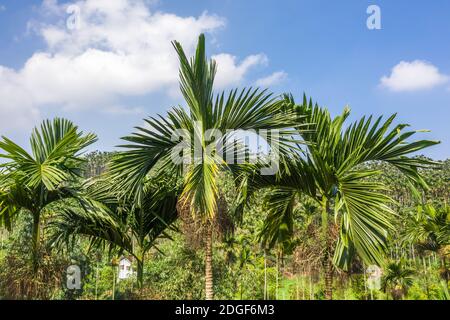 Landschaft von Betelnussbaum unter dem Himmel Stockfoto