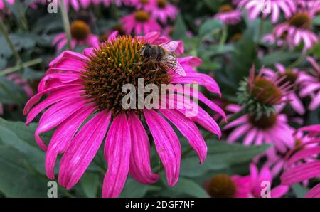 Ein lebendiger wachsender Fleck von Echinacea Purpurea oder Purple Coneflower. Stockfoto