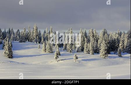 Sehr schöne Winterlandschaft mit Tannen Stockfoto