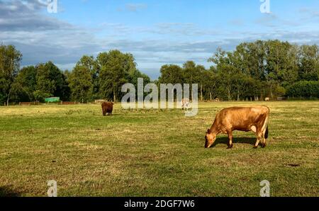 Riesige Stierkühe grasen auf einem Feld Stockfoto