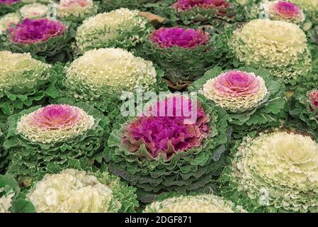 Bright schönen Herbst Dekoration mit blühenden grünen und violetten Kohl Stockfoto