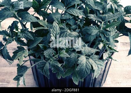 Tomaten Keimlinge in Kunststoffbehältern mit Boden. Stockfoto