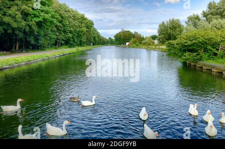 Schwarm weißer Gänse Stockfoto