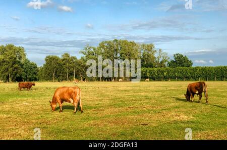 Riesige Stierkühe grasen auf einem Feld Stockfoto