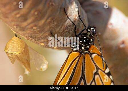 Königin Schmetterling (Danaus gilippus) aus chrysalis Stockfoto