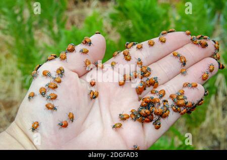 Marienkäfer in der Hand Stockfoto