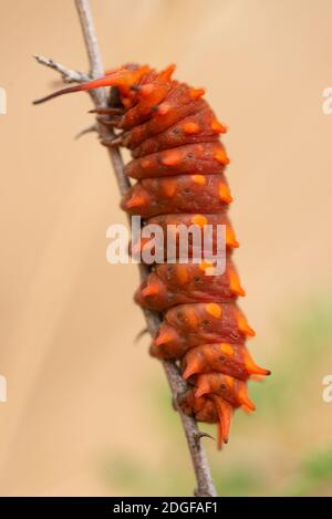 Pipevine Schwalbenschwanz (Battus philenor) auf getrocknetem Gras Stockfoto