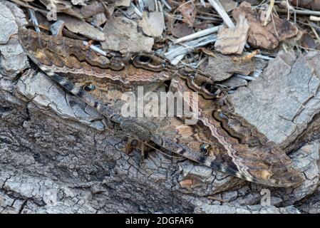 Schwarze Hexe Motte (Ascalapha odorata) Stockfoto