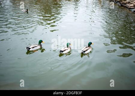 Drei Enten schwimmen in einem Teich im Park. Stockfoto