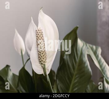Zimmerpflanzen: Weiß spatifilum Blume zwischen den Blättern. Stockfoto