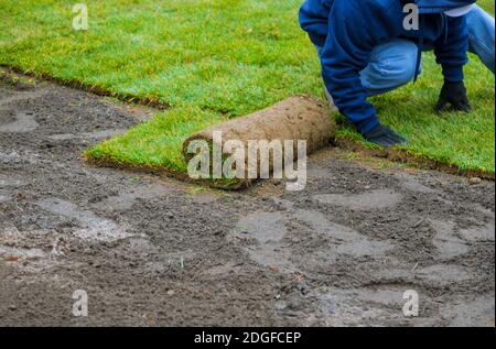 Anwendung gerolltes grünes Gras mit Liegesod für neuen Rasen Stockfoto