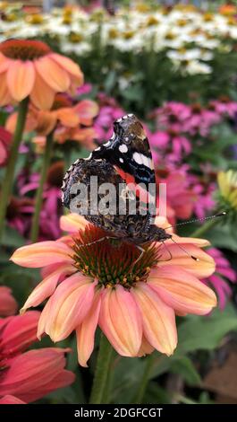 Ein lebendiger wachsender Fleck von Echinacea Purpurea oder Purple Coneflower. Stockfoto