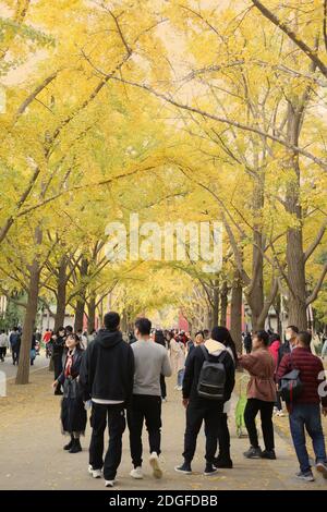 Die beste Zeit, um die Herbstlandschaft des Beijing Ditan Park zu genießen kommt, Ginkgo Blätter alle gelb, viele Touristen kommen zu besuchen und pH nehmen Stockfoto