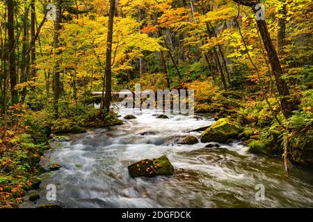 Der wunderschöne Oirase Mountain Stream fließt über Felsen in den bunten Laub des Herbstwaldes Stockfoto