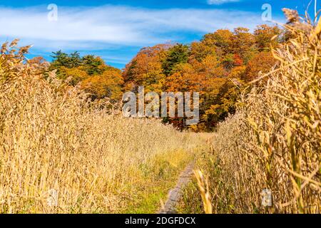 Buntes Herbstlaub am Onuma Teich. Stockfoto