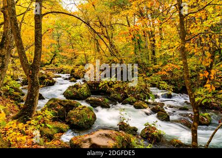 Blick auf Oirase Mountain Stream fließen schnell durch die bunte Laub des Herbstwaldes Stockfoto