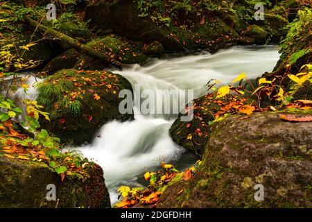 Nahaufnahme des Oirase-Stromflusses, der schnell grün moosig vorbeifließt Felsen Stockfoto