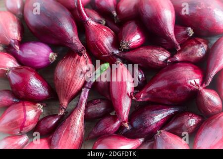 Purple onion Sets zum Anpflanzen im Boden Stockfoto