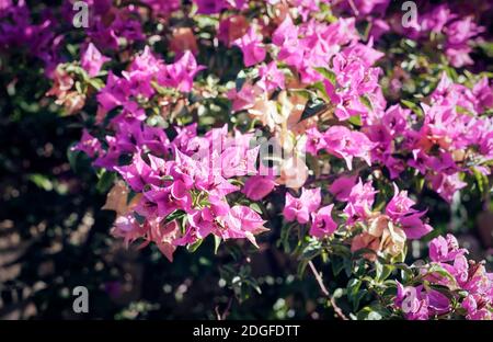 Rosa blühenden Bougainvillea gegen den blauen Himmel Stockfoto