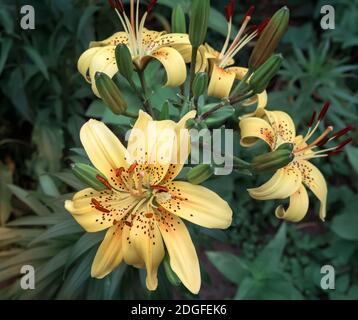 Schöne Blumen Lilie auf einem Hintergrund von grünen Blättern. Stockfoto