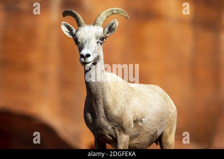 Wunderschöne Felsformationen Im Amerikanischen Südwesten Stockfoto