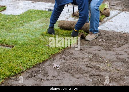 Anwendung gerolltes grünes Gras mit Liegesod für neuen Rasen Stockfoto