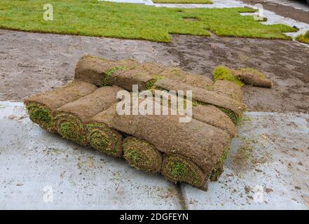 Grünes frisches Sod Gras in Rollen für Rasen und Designer Landschaft in einer Rolle auf Paletten Stockfoto