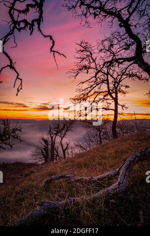 Einsamer Baum wacht über das Tal bei Sonnenuntergang Stockfoto