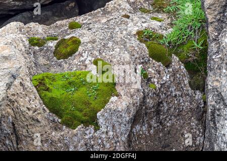 Grünes Moos auf großen Felsbrocken in Bergen Stockfoto