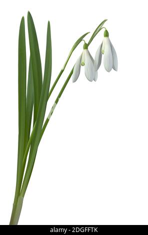 Galanthus nivalis Gemeinsame Snowdrop Blumen Ausschnitt Stockfoto