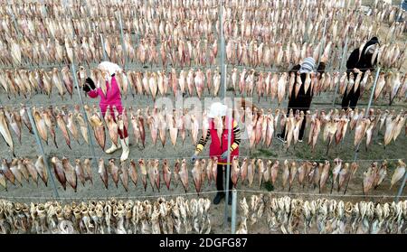 Fischer trocknen Fische in einem Hof in der Stadt Rongcheng, ostchinesische Provinz Shandong, 27. November 2020. Stockfoto