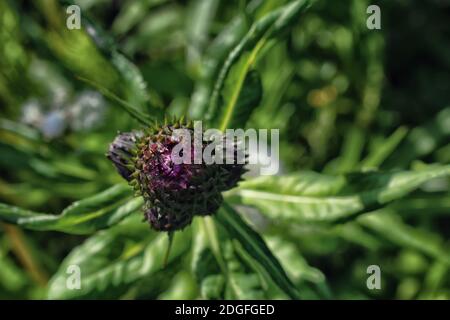 Ein Bild eines wilden schottischen Thistles im grünen Gras Stockfoto