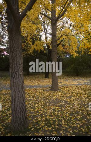 Die beste Zeit, um die Herbstlandschaft des Beijing Ditan Park zu genießen kommt, Ginkgo Blätter alle gelb, viele Touristen kommen zu besuchen und pH nehmen Stockfoto