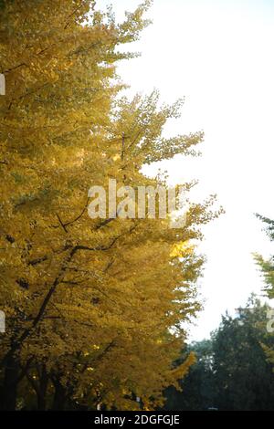 Die beste Zeit, um die Herbstlandschaft des Beijing Ditan Park zu genießen kommt, Ginkgo Blätter alle gelb, viele Touristen kommen zu besuchen und pH nehmen Stockfoto