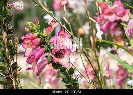 Rosa snapdragon Blumen umgeben von Flieder Blumen Stockfoto