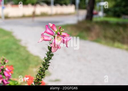 Rosa snapdragon Blumen umgeben von Flieder Blumen Stockfoto