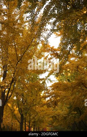 Die beste Zeit, um die Herbstlandschaft des Beijing Ditan Park zu genießen kommt, Ginkgo Blätter alle gelb, viele Touristen kommen zu besuchen und pH nehmen Stockfoto