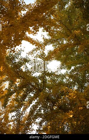 Die beste Zeit, um die Herbstlandschaft des Beijing Ditan Park zu genießen kommt, Ginkgo Blätter alle gelb, viele Touristen kommen zu besuchen und pH nehmen Stockfoto