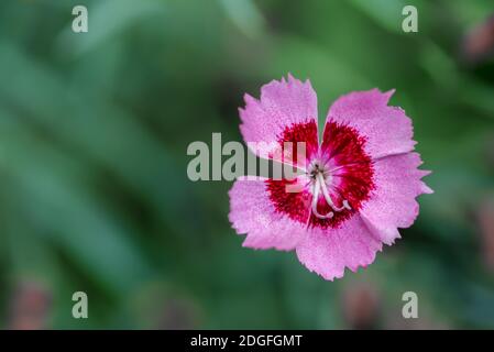 Fünf Blütenblatt hellrosa Wiese Nelke Blume Stockfoto