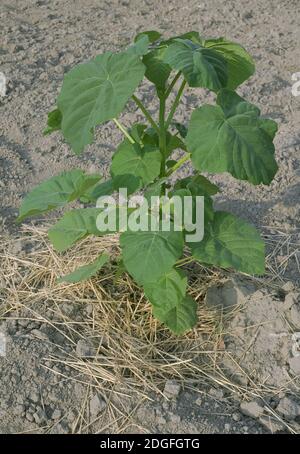 Eine Paulownia Anlage Stockfoto