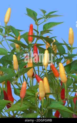 Tabasco Chili Pflanze isoliert auf blauem Hintergrund Stockfoto