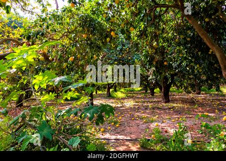 Ein Obstgarten mit Grapefruitbäumen mit reifen Früchten auf den Zweigen. Israel Stockfoto