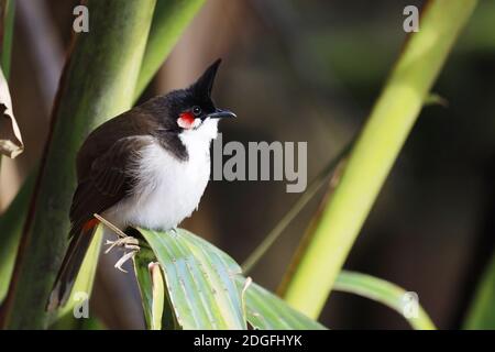 Südostasiatischer Rotflüsterer bulul (Pycnonotus jocosus), Mauritius, Afrika Stockfoto