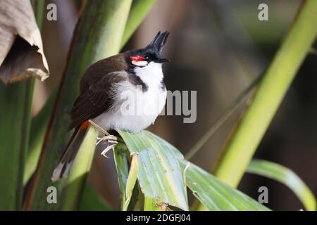 Südostasiatischer Rotflüsterer bulul (Pycnonotus jocosus), Mauritius, Afrika Stockfoto